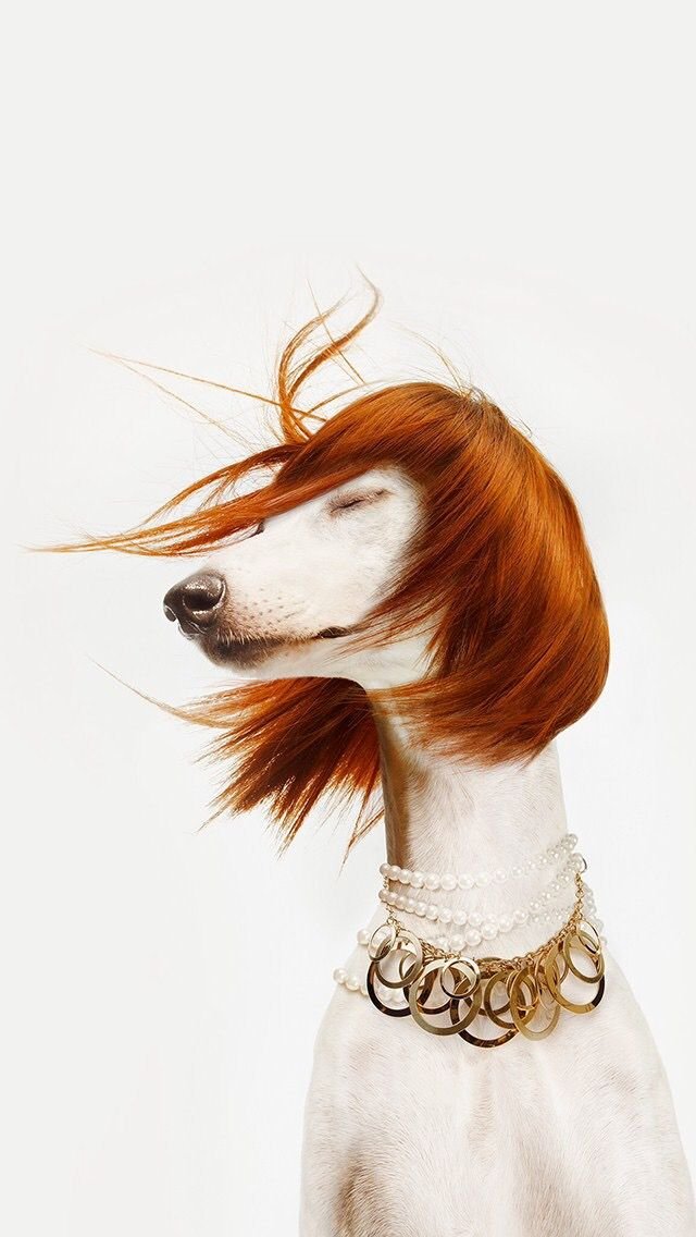 Benefits for brushing/Combing regular to your pets