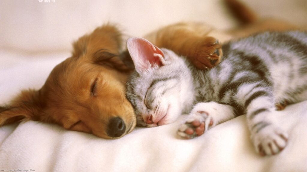 Pics-dogs-and-cats-wallpaper-HD